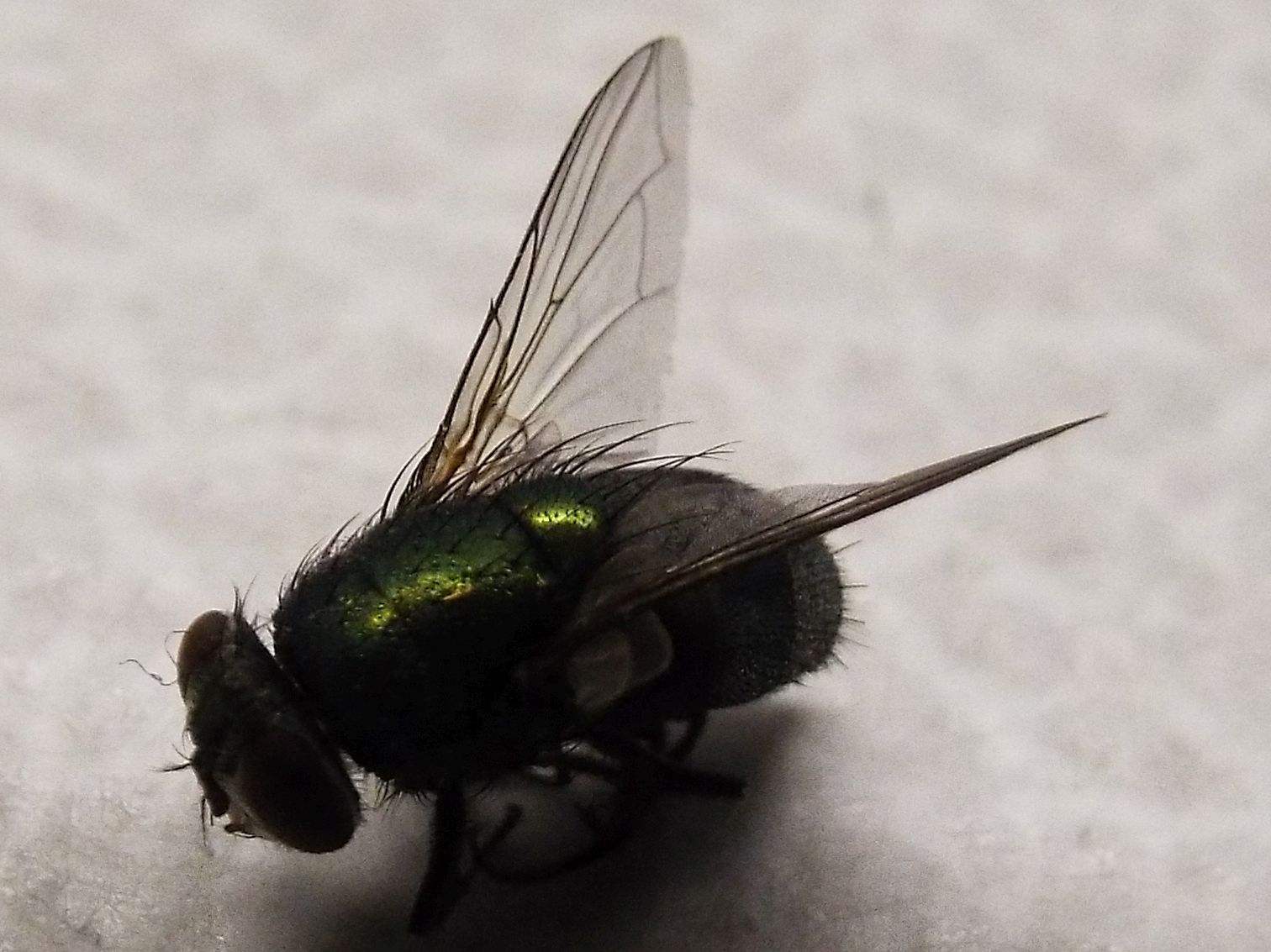 Lucilia sp. femmina del gruppo sericata (Calliphoridae)